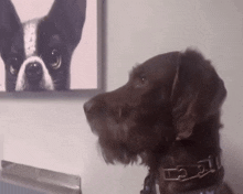 a brown dog looking at a painting of a boston terrier