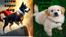 Pooper Dog GIF - Pooper Dog GIFs