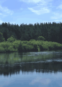 Lake Water GIF - Lake Water Tree GIFs
