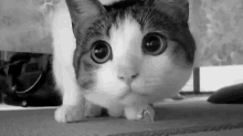 Cat Cute GIF - Cat Cute Wondering GIFs