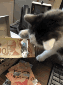 Thief Cat GIF - Thief Cat GIFs