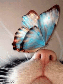 Cats Butterfly GIF - Cats Butterfly GIFs