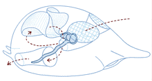 a drawing of a snail with arrows pointing to different parts of the snail
