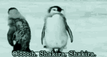 penguin shimmy shakira shakira wiggle tail cute