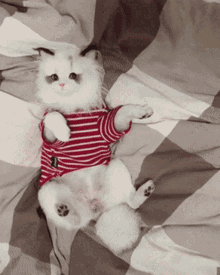 Kitty Bed GIF - Kitty Bed Outfit GIFs
