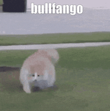 Fat Cat GIF - Fat Cat Bullfango GIFs