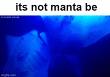 Manta Shrimple GIF - Manta Shrimple GIFs