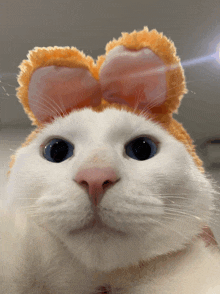 Cat Bunny GIF - Cat Bunny GIFs