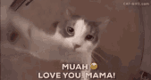Cat Kiss GIF - Cat Kiss Love You Mom GIFs