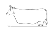 Cow Udder GIF - Cow Udder Walking GIFs