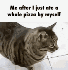 cat so relatable pizza ughh
