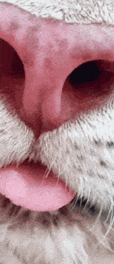 a close up of a cat 's nose and tongue