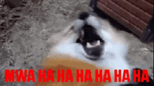 cachorro dog laughing laugh mwa