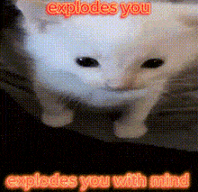 Cat Explode GIF - Cat Explode Cat Meme GIFs