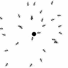 Ants Pests GIF - Ants Pests Infestation GIFs