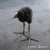 a small black bird with a white beak is standing on a gray surface