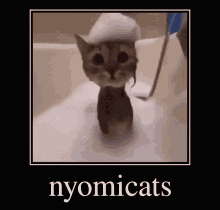 Nyomi Cats GIF