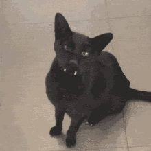Mingus Mingus Cat GIF - Mingus Mingus Cat Cat GIFs