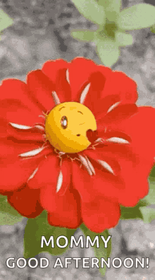 Good Afternoon Love GIF - Good Afternoon Love Flower GIFs