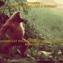 Banana Tom GIF