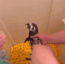 Ferret Squeeze GIF - Ferret Squeeze Wring GIFs