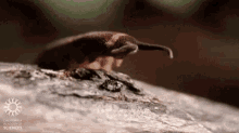 Worms Nature GIF - Worms Nature Squirt GIFs