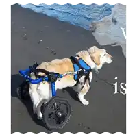 a dog in a wheelchair is standing on a beach near the water