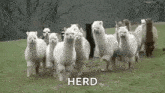 Llamas Alpaca GIF - Llamas Alpaca Herd GIFs
