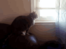 Cat Love GIF - Cat Love Looking GIFs