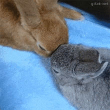 two rabbits are kissing each other on a blue blanket with gifak-net in the corner