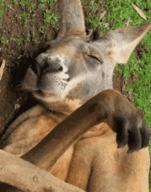Kangaroo Relax GIF - Kangaroo Relax Rest GIFs