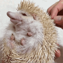 Hedgehog ёж GIF