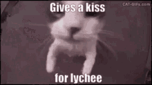 Lychee Kiss GIF - Lychee Kiss GIFs