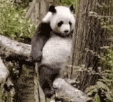 Pandahuahua Angry GIF