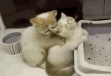 Massage Kitty GIF - Massage Kitty Cat GIFs