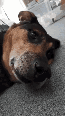 Dog Relax GIF - Dog Relax Stop Filming Me GIFs