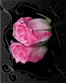 Pink Roses GIF - Pink Roses GIFs