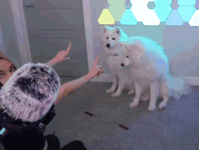 Alinity Dogs GIF - Alinity Dogs Samoyeds GIFs