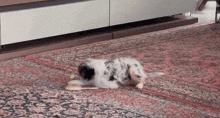 a dog is laying on a rug with a tennis ball