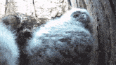 Flapping My Wings Tawny Owl GIF - Flapping My Wings Tawny Owl Robert E Fuller GIFs