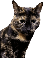 Enigmaticatt Cat Sticker - Enigmaticatt Cat Louise Stickers