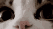 Wtf Cats GIF - Wtf Cats GIFs