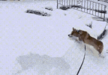 Corgi Dog GIF - Corgi Dog Snow GIFs
