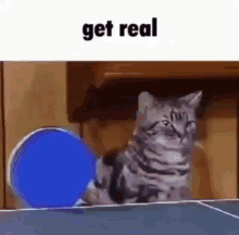 Cat Get Real GIF - Cat Get Real GIFs