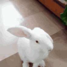 Bunny Bunnie GIF - Bunny Bunnie Mabell GIFs