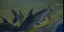 a group of fish are swimming in a tank .