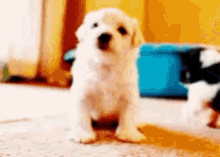 Doggy Puppy GIF - Doggy Puppy Play Time GIFs