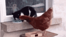 Chickens Cat GIF - Chickens Cat Fight GIFs