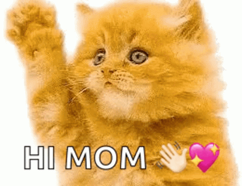 Hi Mom Cat GIF - Hi Mom Cat Heart GIFs