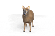 Pudu GIF